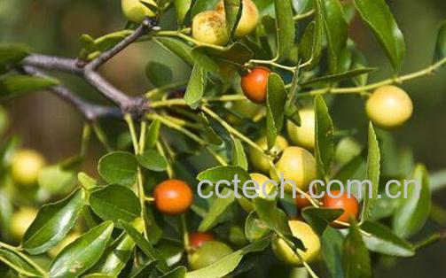 酸枣的功效与作用 吃酸枣的好处-0