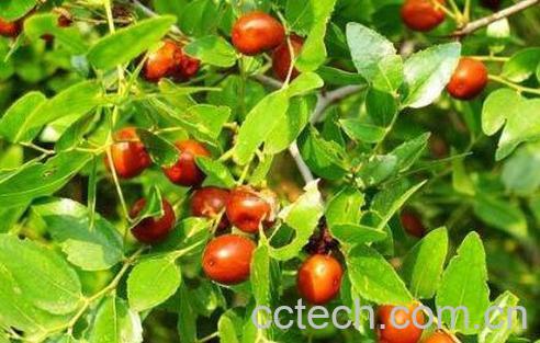 酸枣的功效与作用 吃酸枣的好处-1