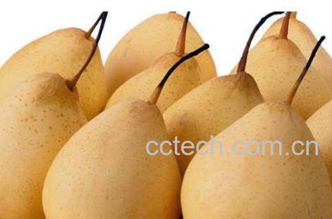 雪梨的功效与作用 吃雪梨的好处-0