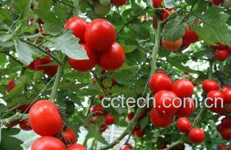 血糖高吃什么水果好 适合血糖高吃的水果介绍-1