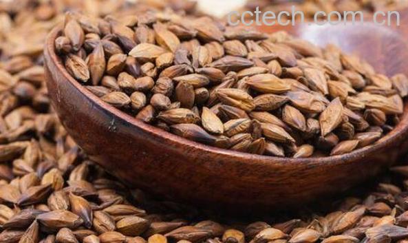 大麦茶的功效与作用 喝大麦茶的好处有哪些-1