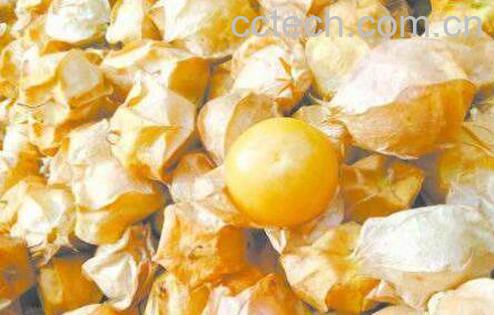 菇娘的功效与作用 吃菇娘的好处-1