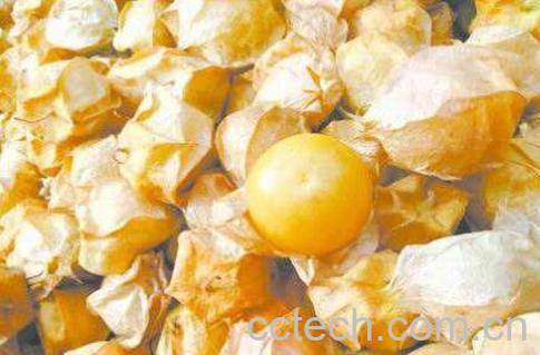 黄菇娘图片 黄菇娘的吃法-0