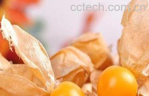 黄菇娘图片 黄菇娘的吃法-1