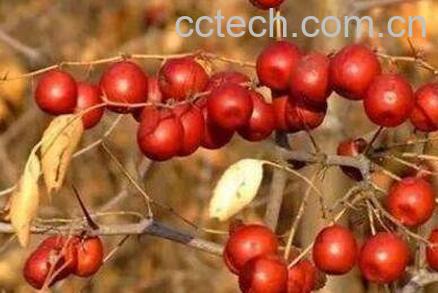 酸枣泡酒的功效与作用-1