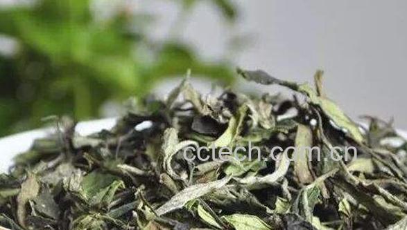 贡眉白茶的功效与作用-0