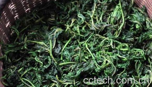 桑叶茶有什么好处 桑树叶泡水的危害-0