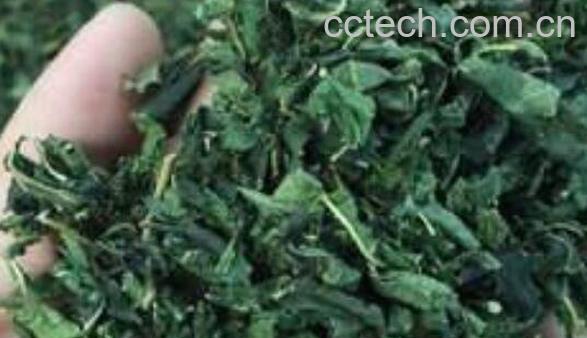 桑叶茶有什么好处 桑树叶泡水的危害-1