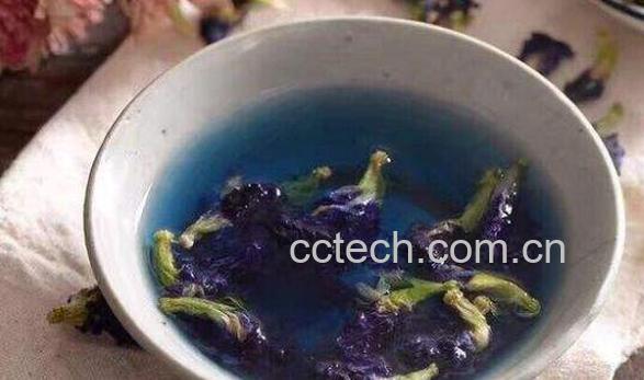 蓝蝴蝶花茶的功效与作用 蓝蝴蝶花茶的禁忌-0
