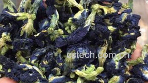 蓝蝴蝶花茶的功效与作用 蓝蝴蝶花茶的禁忌-1