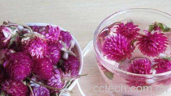 千日红怎么泡茶 千日红茶的正确泡法-0