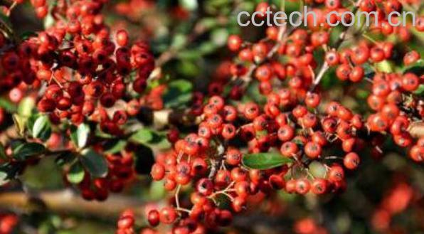 五味子茶的功效与作用 五味子茶的冲泡方法-0