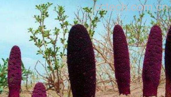 锁阳茶的危害 锁阳茶的副作用-0