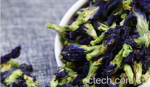 蝶豆花茶不能和什么一起喝 蝶豆花茶做法-0
