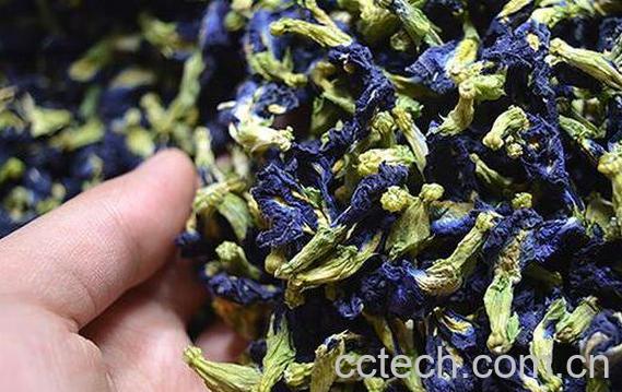 蝶豆花茶的功效与作用 蝶豆花泡茶的副作用-1