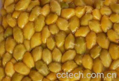 银杏果仁的功效与作用-0