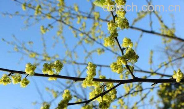 山苍子花茶的毒副作用 山苍子花茶的禁忌-0