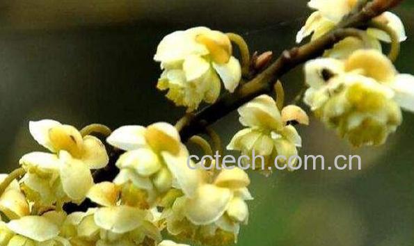 山苍子花茶的毒副作用 山苍子花茶的禁忌-1