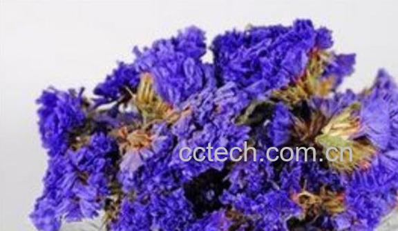 勿忘我花茶怎么泡 勿忘我花茶怎么喝-0