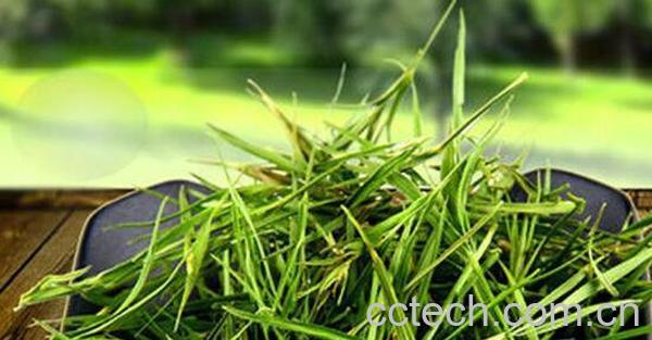 崂山石竹茶功效与作用-0