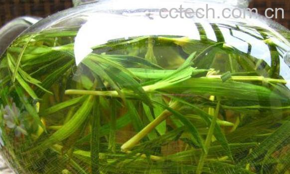 崂山石竹茶功效与作用-1