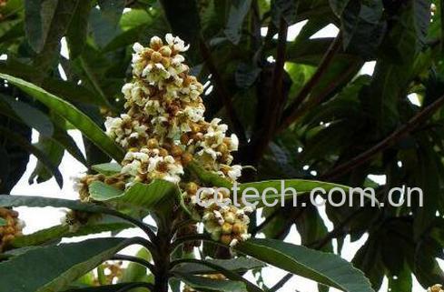 枇杷花的功效与作用及药用价值-0