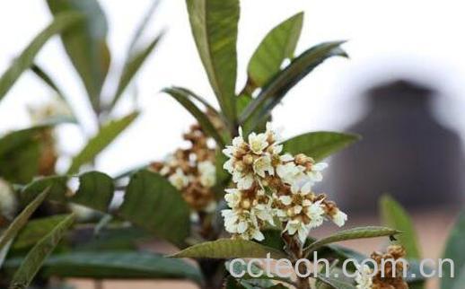 枇杷花的功效与作用及药用价值-1