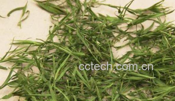 石竹茶的功效与作用及禁忌-1