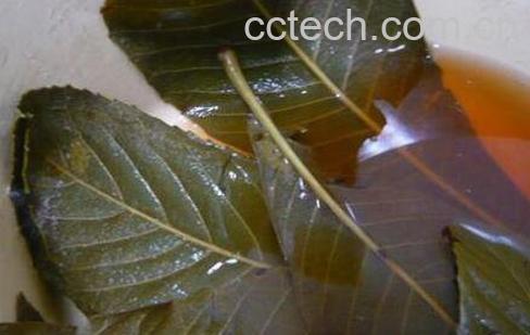 枇杷叶煮水的功效 喝了枇杷叶煮水的禁忌-0