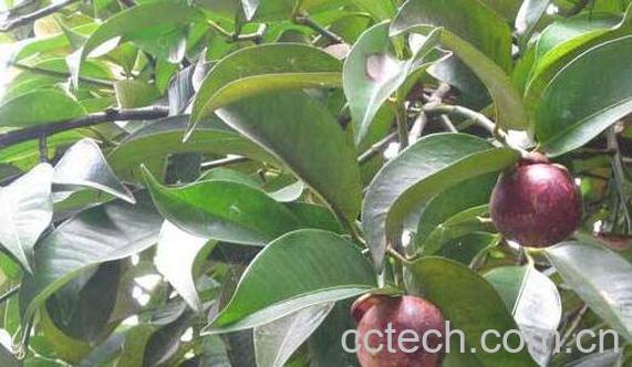 山竹茶叶的功效与作用 山竹茶的副作用-1