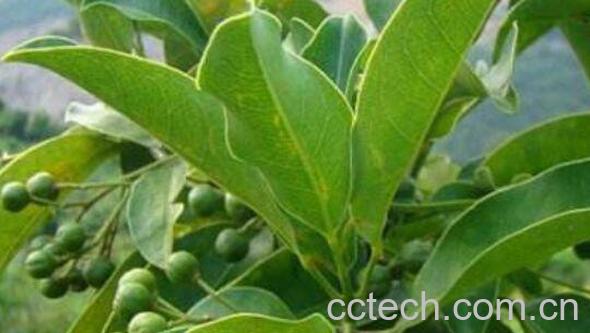 山竹茶叶的功效与作用 山竹茶的副作用-0