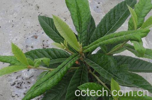 枇杷叶的功效与作用及药用价值-1