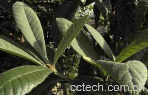 枇杷叶的功效与作用及药用价值-0