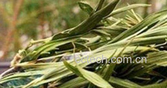 石竹茶怎么泡 石竹茶的正确泡法-0