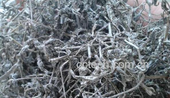 莓茶的禁忌 莓茶什么人不适合喝-1