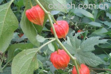 红姑娘的功效与作用-0