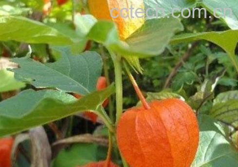 红姑娘的功效与作用-1