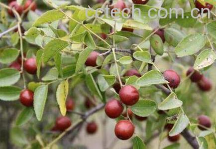 酸枣和红枣的区别 吃酸枣的好处有哪些-0