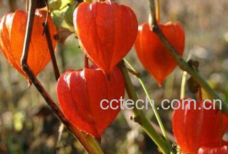 红姑娘怎么泡水喝 红姑娘泡水喝的功效-1