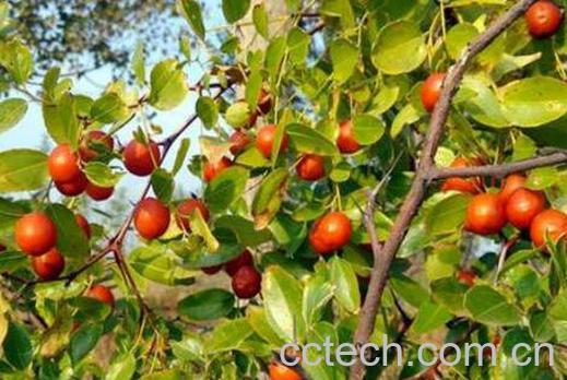 野生酸枣的功效与作用-0