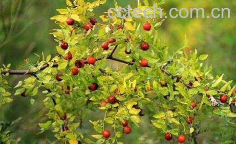 野生酸枣的功效与作用-1