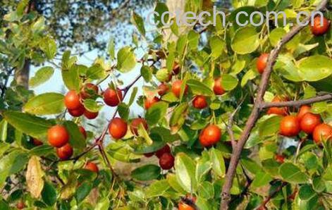 酸枣的功效与作用及禁忌-0