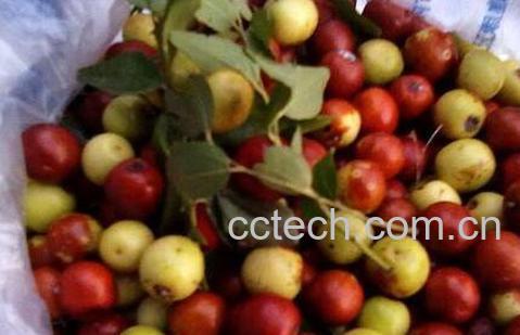 酸枣的功效与作用及禁忌-1