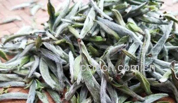 福鼎白茶的功效与作用 喝福鼎白茶的好处-1