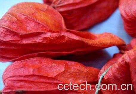 红姑娘皮泡水的功效 红姑娘皮泡水切记用量-1