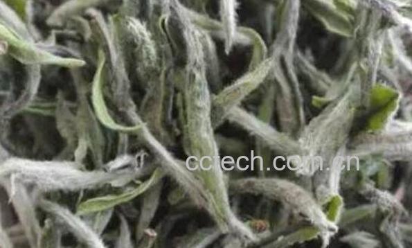 福鼎白茶饼怎么泡 福鼎白茶的泡法-1