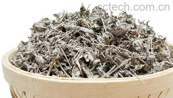 银藤茶的功效和作用 银藤茶副作用-0