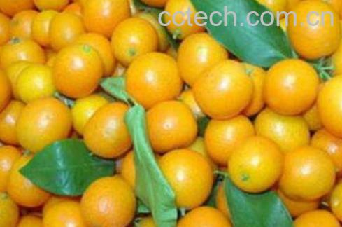 金桔的功效与作用-0