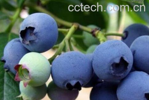 吃蓝莓的功效与作用-1