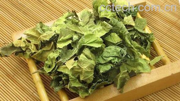 桑叶茶的功效与作用 长期喝桑叶茶的副作用-0